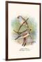 Zebra Finch-F.w. Frohawk-Framed Art Print