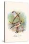 Zebra Finch-F.w. Frohawk-Stretched Canvas