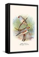 Zebra Finch-F.w. Frohawk-Framed Stretched Canvas