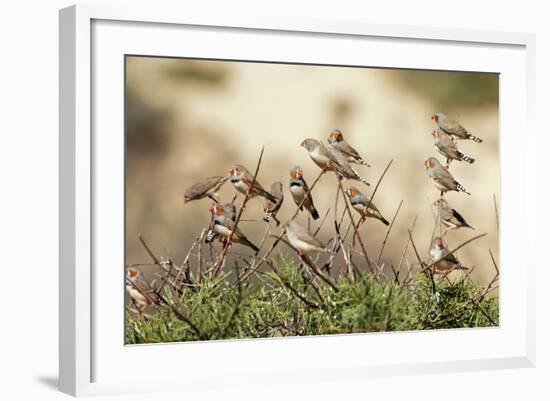 Zebra Finches in Tree-null-Framed Photographic Print