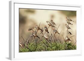 Zebra Finches in Tree-null-Framed Photographic Print