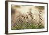 Zebra Finches in Tree-null-Framed Photographic Print