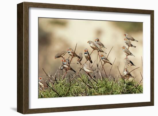 Zebra Finches in Tree-null-Framed Photographic Print