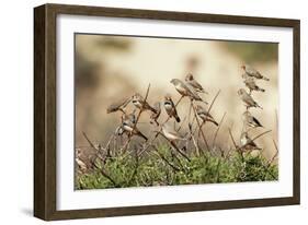 Zebra Finches in Tree-null-Framed Photographic Print