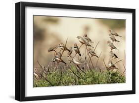 Zebra Finches in Tree-null-Framed Photographic Print