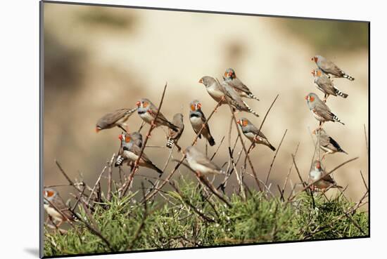 Zebra Finches in Tree-null-Mounted Photographic Print