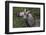 Zebra Flehman-Four Oaks-Framed Photographic Print