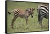 Zebra Foal and Mother-DLILLC-Framed Stretched Canvas