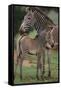 Zebra Foal and Mother-DLILLC-Framed Stretched Canvas