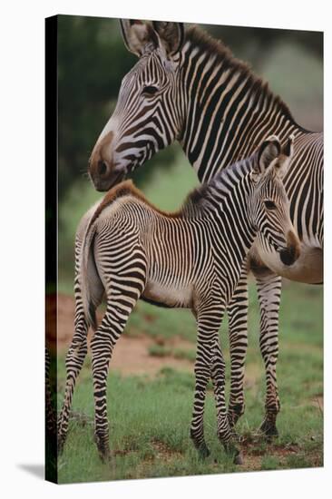 Zebra Foal and Mother-DLILLC-Stretched Canvas