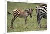 Zebra Foal and Mother-DLILLC-Framed Photographic Print