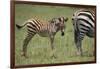 Zebra Foal and Mother-DLILLC-Framed Photographic Print