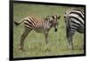 Zebra Foal and Mother-DLILLC-Framed Photographic Print