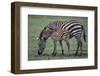 Zebra Foal and Mother-DLILLC-Framed Photographic Print