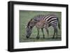 Zebra Foal and Mother-DLILLC-Framed Photographic Print