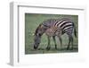 Zebra Foal and Mother-DLILLC-Framed Photographic Print