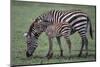 Zebra Foal and Mother-DLILLC-Mounted Photographic Print