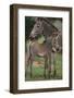 Zebra Foal and Mother-DLILLC-Framed Photographic Print