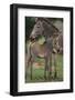 Zebra Foal and Mother-DLILLC-Framed Photographic Print