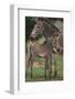 Zebra Foal and Mother-DLILLC-Framed Photographic Print