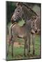 Zebra Foal and Mother-DLILLC-Mounted Photographic Print