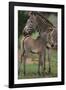 Zebra Foal and Mother-DLILLC-Framed Photographic Print