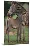 Zebra Foal and Mother-DLILLC-Mounted Photographic Print