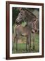 Zebra Foal and Mother-DLILLC-Framed Photographic Print