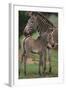 Zebra Foal and Mother-DLILLC-Framed Photographic Print