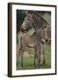 Zebra Foal and Mother-DLILLC-Framed Photographic Print