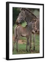 Zebra Foal and Mother-DLILLC-Framed Photographic Print