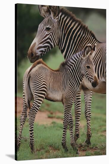 Zebra Foal and Mother-DLILLC-Stretched Canvas