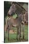 Zebra Foal and Mother-DLILLC-Stretched Canvas