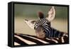 Zebra Foal Resting-Four Oaks-Framed Stretched Canvas