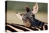 Zebra Foal Resting-Four Oaks-Stretched Canvas