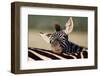 Zebra Foal Resting-Four Oaks-Framed Photographic Print