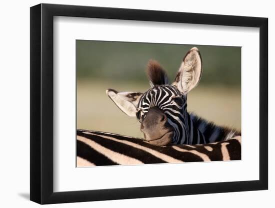 Zebra Foal Resting-Four Oaks-Framed Photographic Print