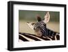 Zebra Foal Resting-Four Oaks-Framed Photographic Print