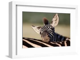 Zebra Foal Resting-Four Oaks-Framed Photographic Print