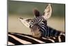 Zebra Foal Resting-Four Oaks-Mounted Photographic Print