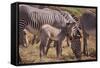 Zebra Foal with Adults-DLILLC-Framed Stretched Canvas