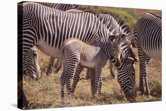 Zebra Foal with Adults-DLILLC-Stretched Canvas