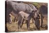 Zebra Foal with Adults-DLILLC-Stretched Canvas