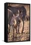 Zebra Foal with Adults-DLILLC-Framed Stretched Canvas