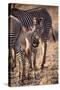 Zebra Foal with Adults-DLILLC-Stretched Canvas