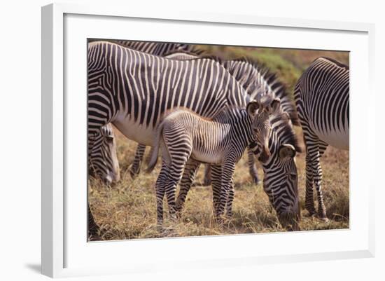 Zebra Foal with Adults-DLILLC-Framed Photographic Print