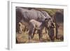 Zebra Foal with Adults-DLILLC-Framed Photographic Print