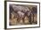 Zebra Foal with Adults-DLILLC-Framed Photographic Print