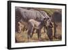 Zebra Foal with Adults-DLILLC-Framed Photographic Print
