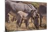 Zebra Foal with Adults-DLILLC-Mounted Photographic Print